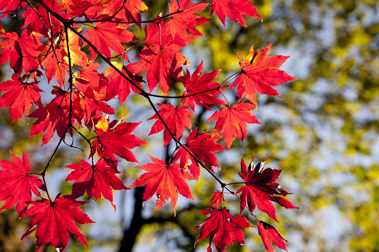 autumn-2789234_1280