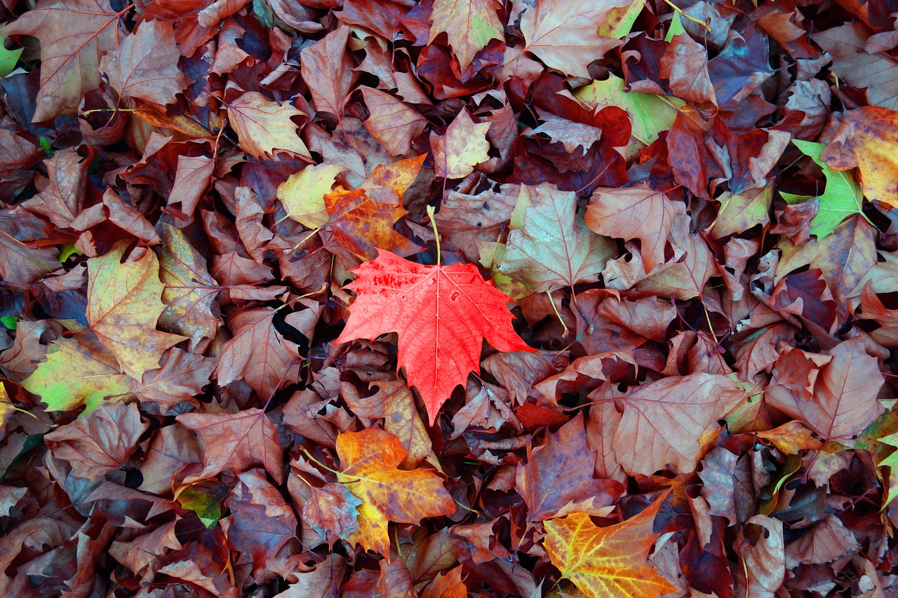 leaf-2886341_1280